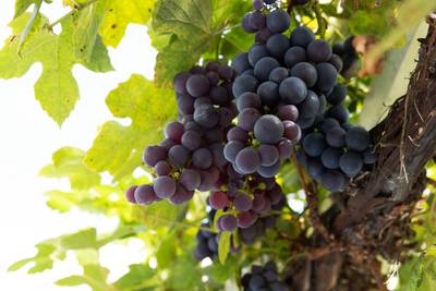 Zelf de lekkerste druiven kweken in volle grond of in een pot? Dit is de sleutel tot succes