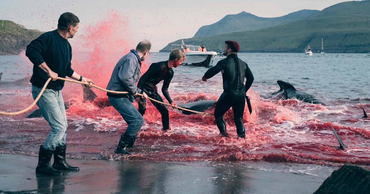 Kontroversiell hvalfangst starter på nytt på Færøyene: Mer enn 500 dyr er allerede drept |  I utlandet