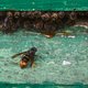 ‘Met een minuscule zender leidt de Aziatische hoornaar ons zo naar hun nest’: deze periode is cruciaal voor de bestrijding van het gevaarlijke insect