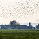 Vogelgriepvariant H5N8 ook in Kamperveen aangetroffen