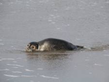 Verzwakte zeehond gered op het strand van Ter Heijde
