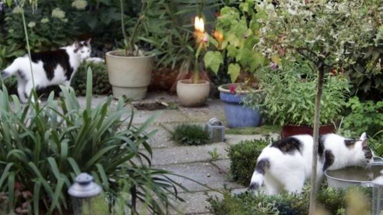 De Buurkatten Blijven Komen Trouw