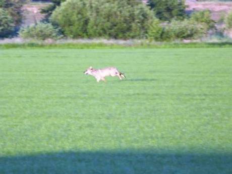 Wolf weer gespot in Haarsteeg: ‘Bijzonder dat ie zich zo vaak laat zien’