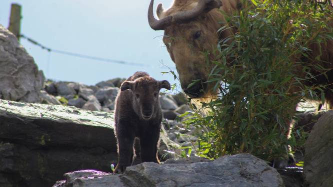 Kleine gouden takin geboren in Pairi Daiza: dierenpark deelt eerste beelden