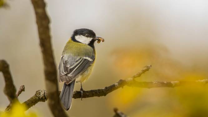 De natuur is te vroeg wakker, maar is dat eigenlijk erg?