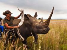 Stropers doden minder neushoorns in Zuid-Afrika door coronalockdowns
