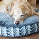 Help je hond beter slapen