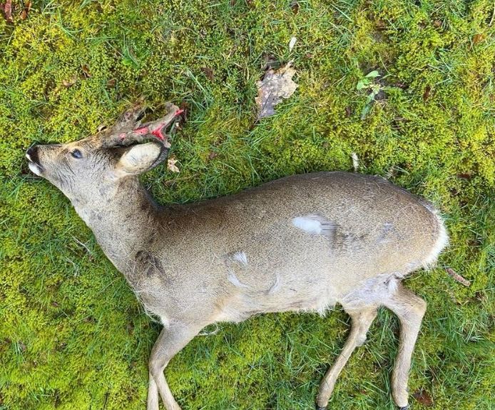 Deze dode ree werd eind februari door de boswachter aangetroffen op Herperduin. Het dier was opgejaagd en doodgebeten door een loslopende hond.