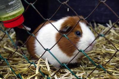 Cavia’s gedumpt langs heiderand bij Ermelo