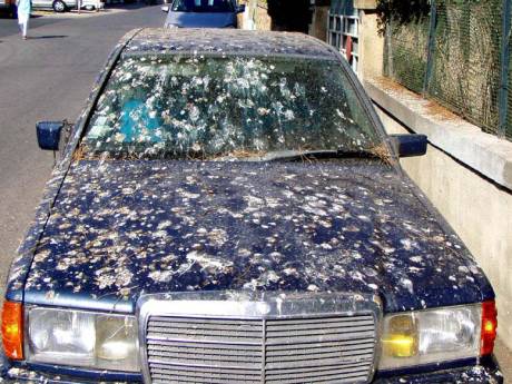 Vogelpoep en insectenresten zijn hardnekkig, maar met dit trucje is je auto zo weer schoon