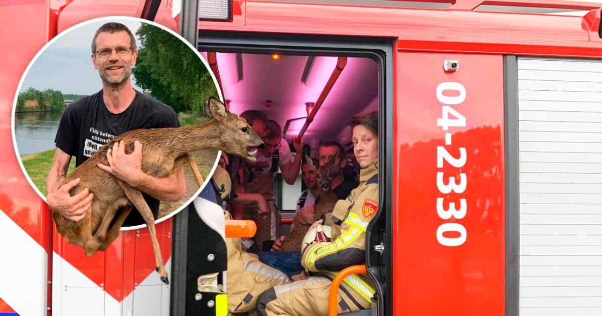 Slimme actie van Gert (50) redt ree uit kanaal: ‘Fietsers keken allemaal in het water’