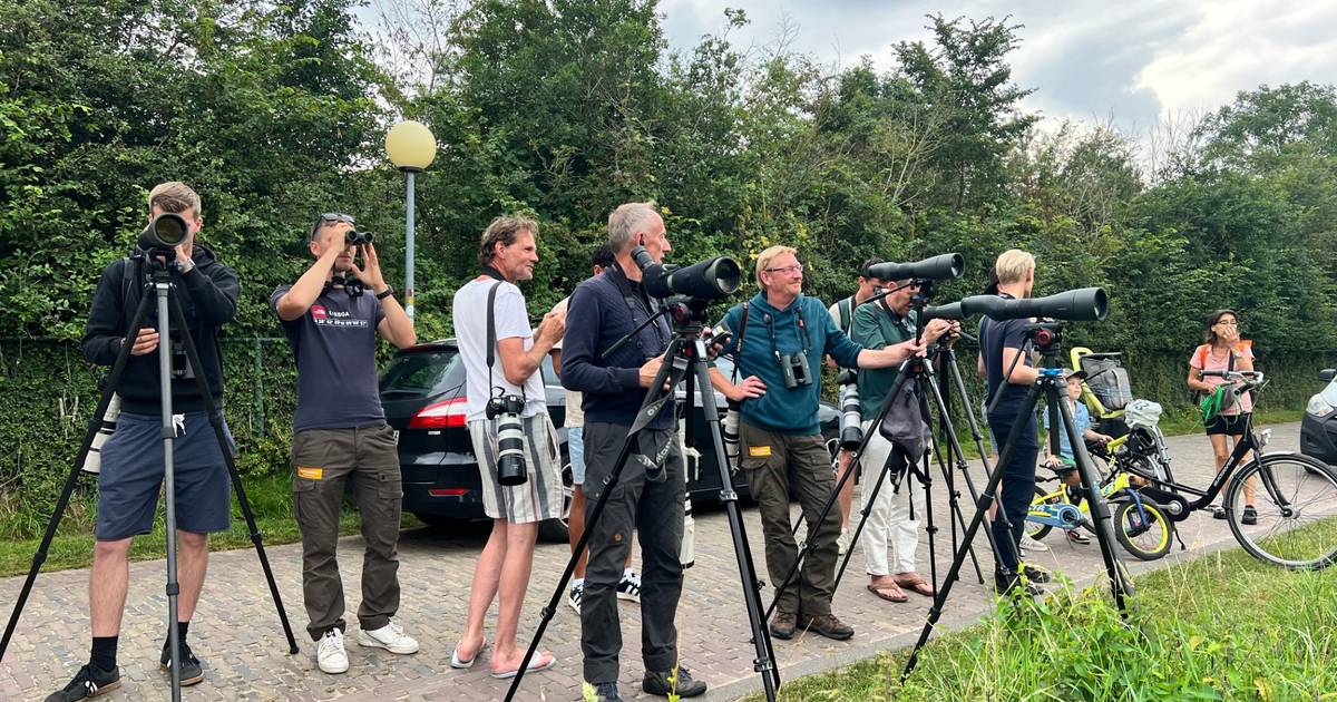 Vogelaars komen massaal voor zeldzame Indische kievit naar Zeeland