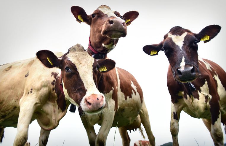 Boer en koe waren ooit levensreddende engelen, nu worden ze verketterd - Volkskrant