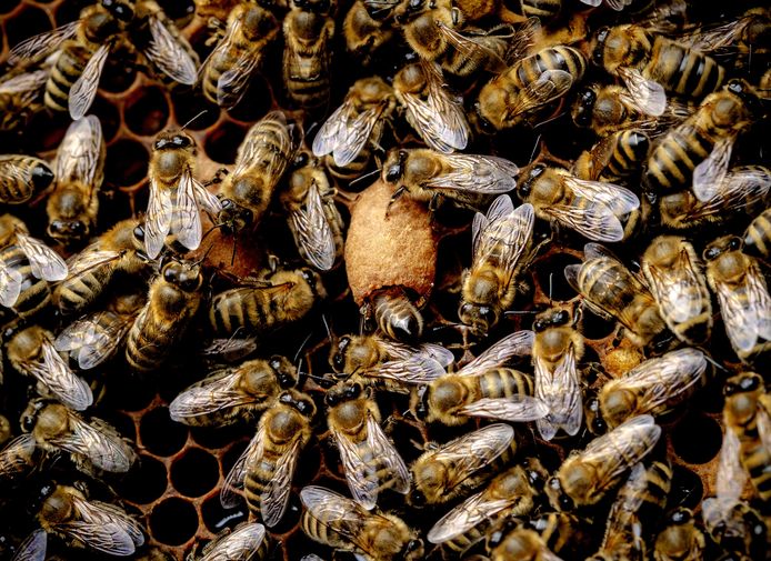 Een bijenkolonie, foto ter illustratie