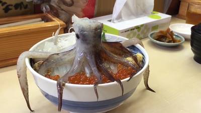 Dode inktvis lijkt te herleven op traditioneel rijstgerecht uit Japan