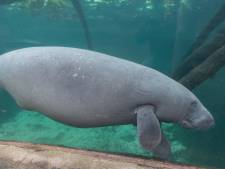 Hoera! In Burgers’ Zoo zwemt een drachtige zeekoe rond, en je kunt haar live volgen