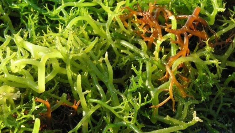 Fytoplankton. Beeld Thinkstock