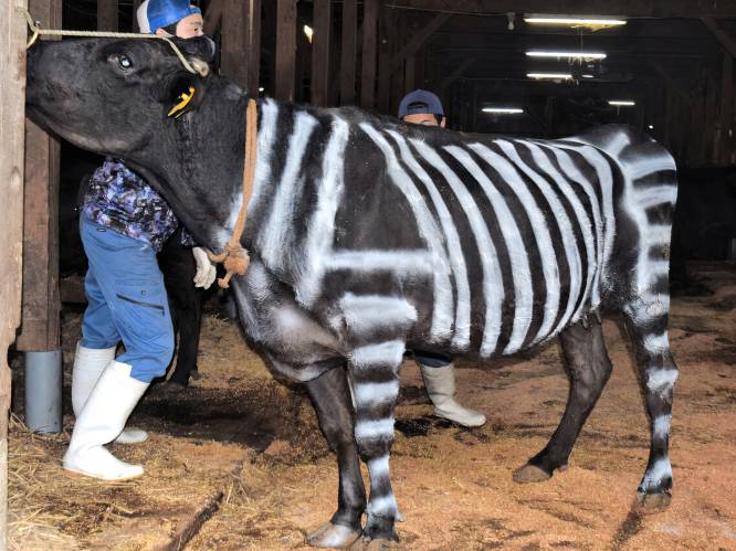 Japanse zebra-koe in opmars: “Trekt geen insecten aan”