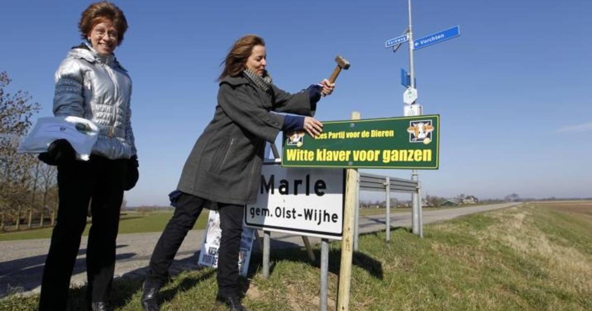 Ganzen Marle met klaver van boerenland lokken