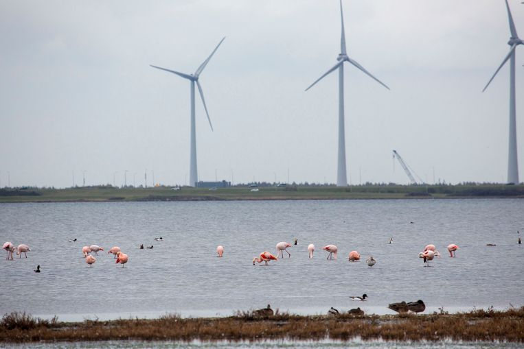 Bijna iedere winter overwinteren flamingo's in het Grevelingenmeer, bij Goeree-Overflakkee. 

 Beeld Arie Kievit