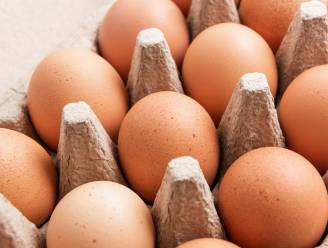 Provincie Antwerpen en KU Leuven willen productie van eieren duurzaam maken
