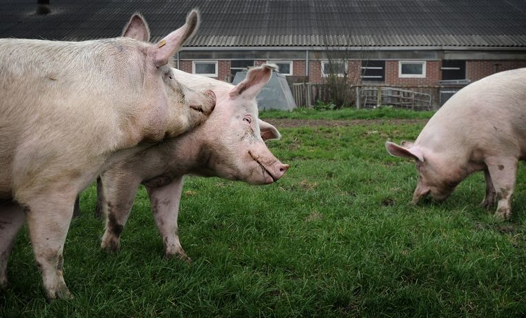 De varkens van biologische boerderij Schuttershof in het Gelderse Well, 2011. Beeld Marcel van den Bergh / de Volkskrant
