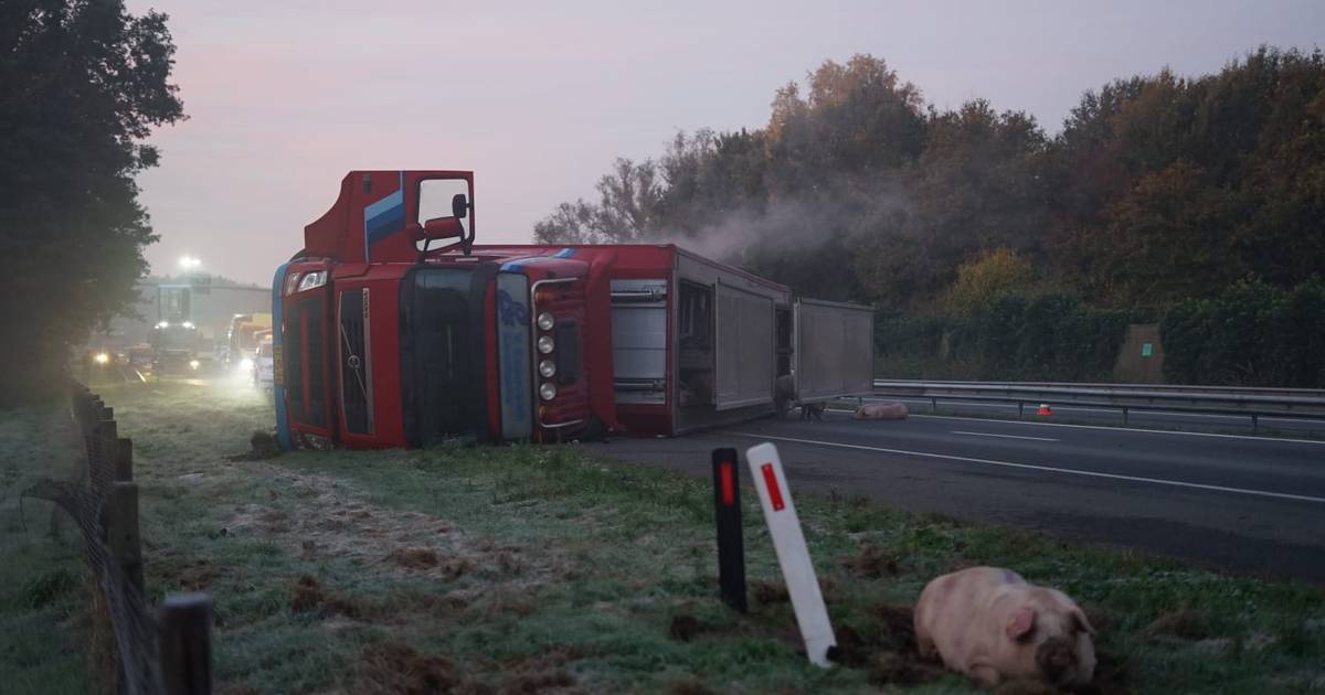 Vrachtwagen met vee gekanteld op A50: varkens op de weg.