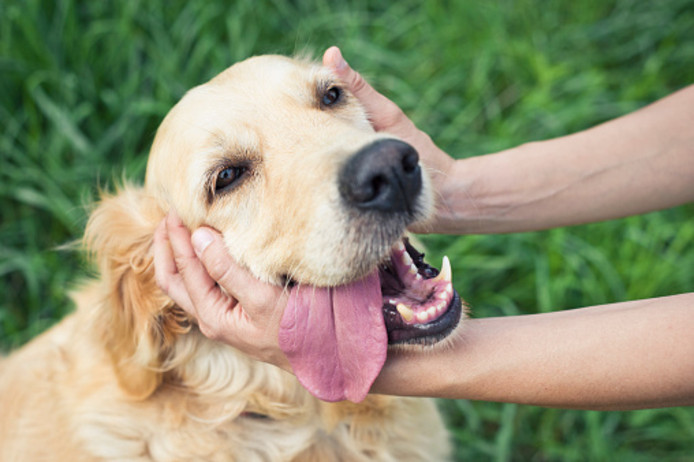 Afbeeldingsresultaat voor gif "hond"