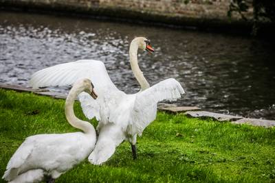 Acht zwanen gestorven in Brugge, dus neemt stad extra maatregelen: “Doen er alles aan om de zwanen zo goed mogelijk te beschermen”