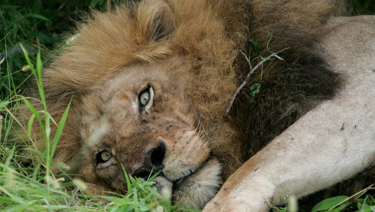 geneeskrachtige skeletten van 800 gefokte leeuwen mogen van zuid afrika naar azie de volkskrant