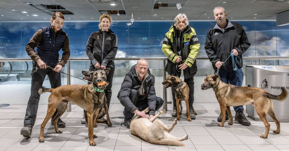 Dutch team with search dogs flies to Morocco, even though the country has not asked |  Overseas