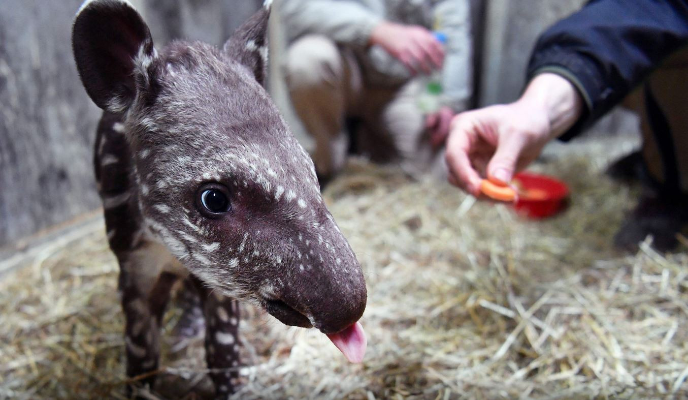 Een Tapir