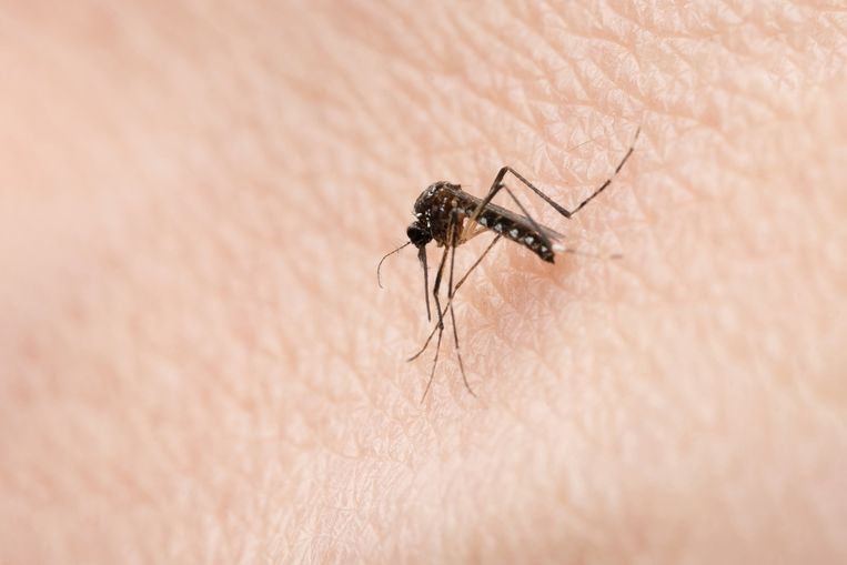 muggenbeet Beeld Getty Images