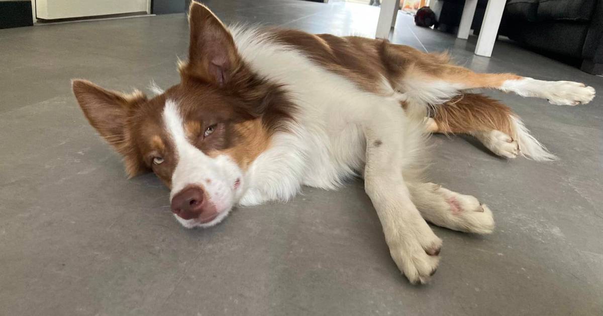 Schaapherdershond aangereden door ongeduldige automobilist: ‘Gejank ging door merg en been’.