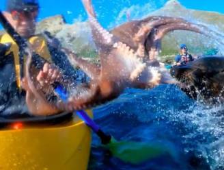 VIDEO. Zeehond slaat kajakker in het gezicht met dode octopus