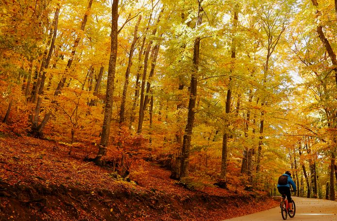 Wat velen onder ons niet weten, is dat enkele van de herfstkleuren al het hele jaar door goed verborgen zitten in de bladeren, achter al dat groen.