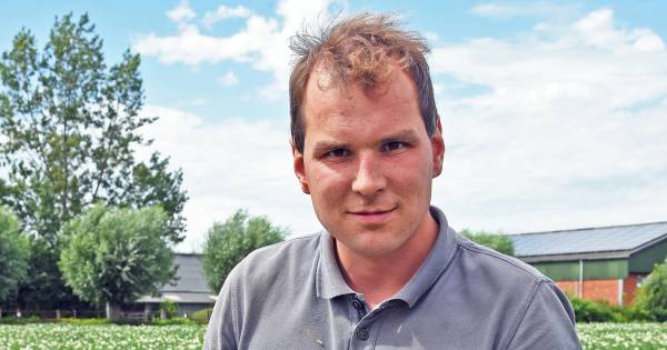 Zeeuwse boeren voorzien bescheiden oogst: weinig en kleine knollen aan de aardappelplanten - BN DeSt