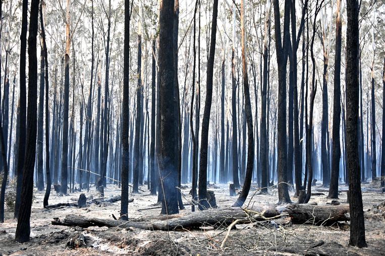 Zwartgeblakerde bomen in Old Bar, 350 kilometer ten noorden van Sydney.  Beeld AFP
