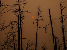 "Notre patrie brûle": En Sibérie, le changement climatique déchaîne les feux de forêts