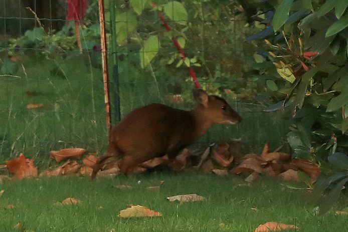 Brandweer redt jonge ree | Kruibeke | hln.be