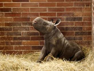 Ernstig bedreigde neushoornbaby geboren in Tsjechisch safaripark: derde in jaar tijd