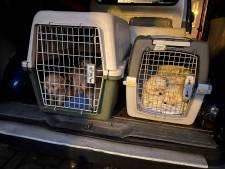 Veertien puppy’s in beslag genomen bij illegale hondenhandelaar en naar veilige plek gebracht