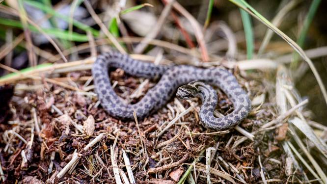 Met boswachter Rick de Ruiter op zoek naar adders in de Engbertsdijksvenen: ‘Hé, kijk hier eens, een zeldzame gladde slang!’