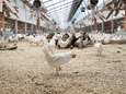 Ophokplicht voor pluimvee na uitbraak vogelgriep