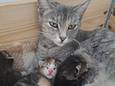 Moeder Pom met de kittens