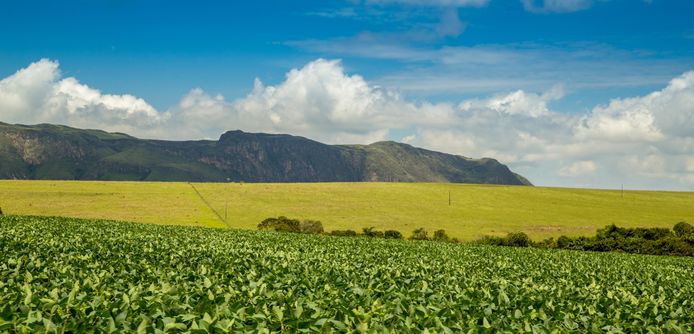 Een sojaplantage in Brazilië. Ongeveer 75 procent van de wereldwijd geproduceerde soja dient als veevoeder.