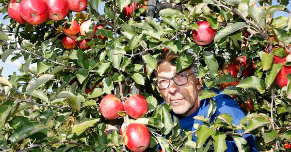 Fruitteler Vogelwaarde stopt noodgedwongen met de oogst | Zeeland - BN DeStem