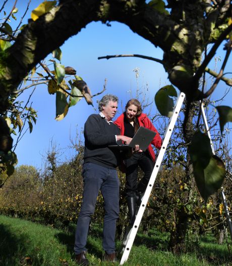 Uniek onderzoek bij fruitteler in Wijk bij Duurstede: worden appels en peren in de toekomst zo geteeld?