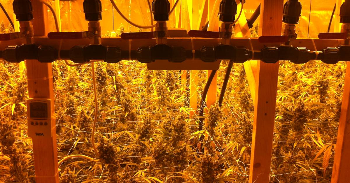 Bedrijfspand in Rossum dicht na vondst hennepkwekerij | Maasdriel