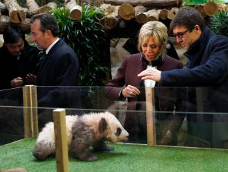 Brigitte Macron heeft aanvaring met humeurige babypanda